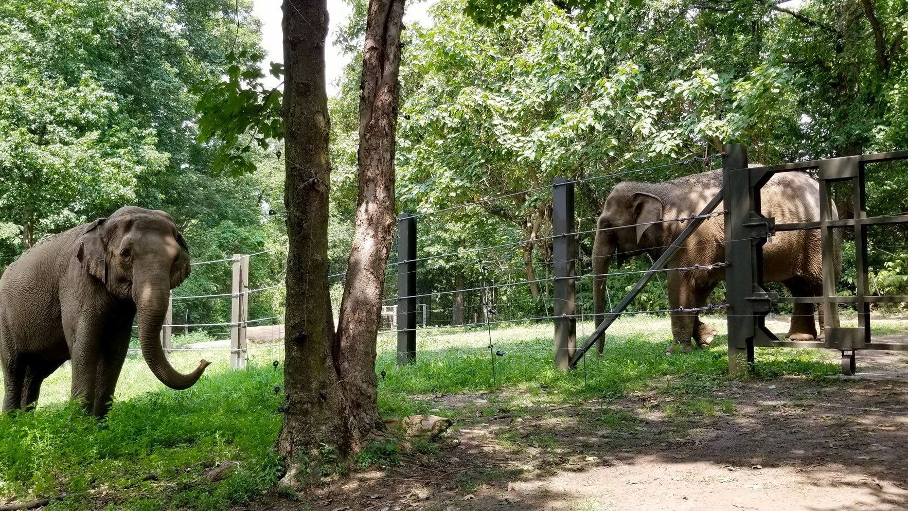 Happy the elephant: lessons for the future of animal rights law - Vimarsana News