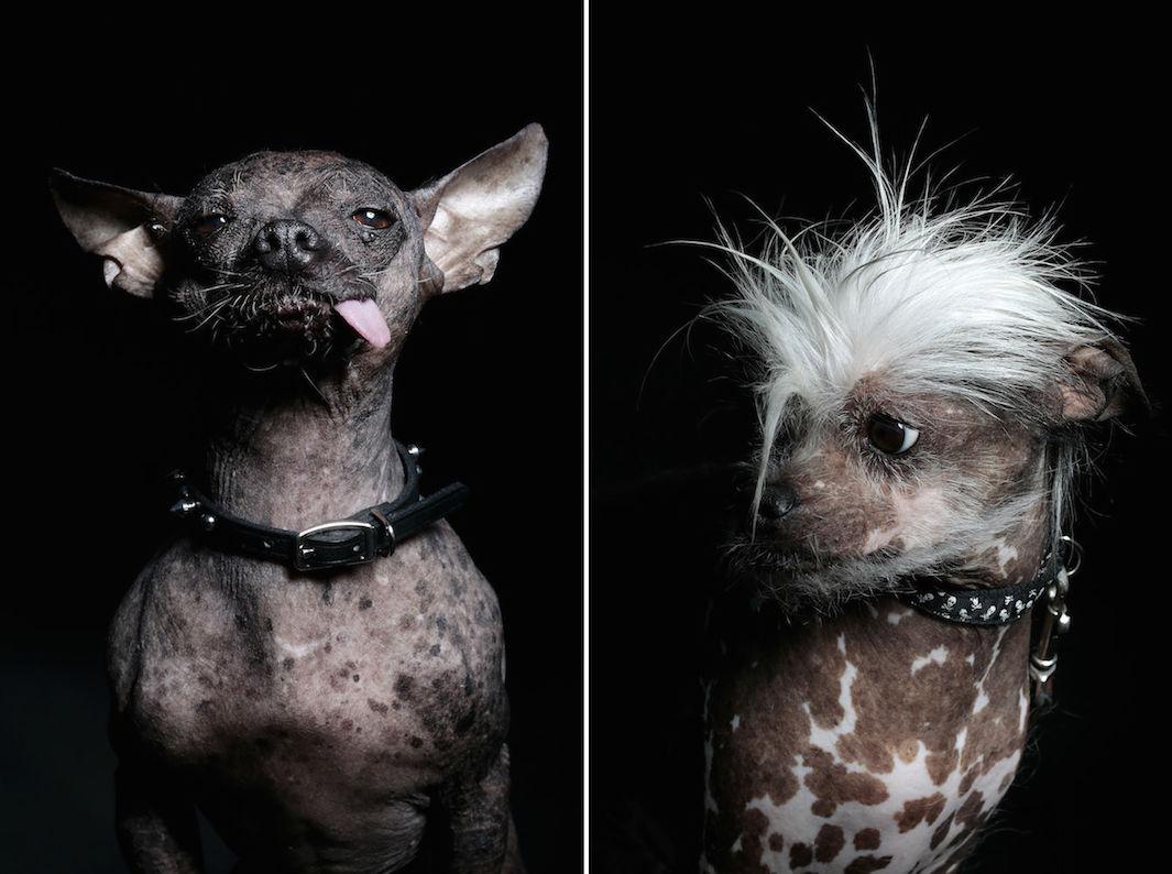 xoloitzcuintli ugliest dog breed