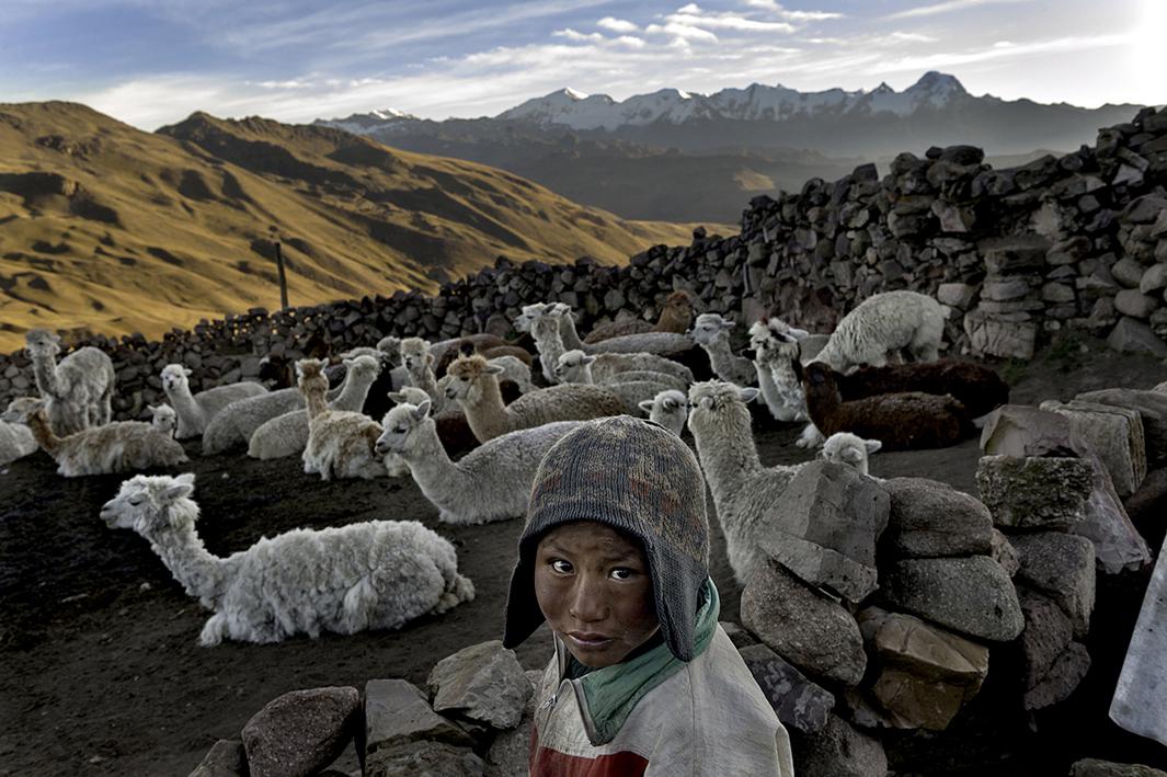 Following the death of his father, Alvaro Kalancha Quispe, 9, helps his family survive by herding. He opens the gate to the stone pen that holds the family's alpacas and llamas each morning so they can graze throughout the hillsides during the day. He then heads off to school, but must round them up again in the evening in the Akamani mountain range of Bolivia in an area called Caluyo, about an hour from the city of Qutapampa.In this part of the world, the highlands of Bolivia, approximately 13,000 feet above sea level, residents live in homes with no insulation, no electricity, and no beds. Their water comes from streams that run off the snow-covered mountains. Their livelihood lies with their animals, for each animal produces about three pounds of fur each year, and each pound of fur is sold for 18 bolivianos, which amounts to about $2.50 U.S. All in all, this family may earn about $200 of income each year from the herd they watch over. 