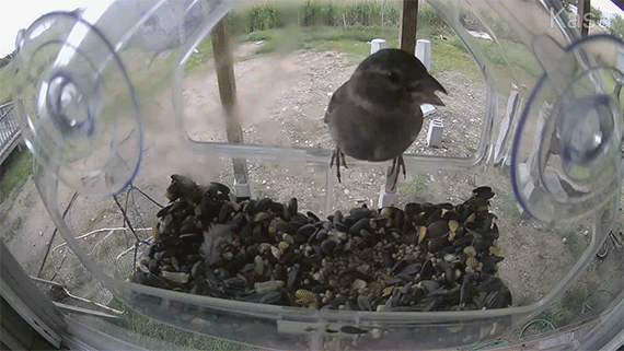 camera footage of a bird