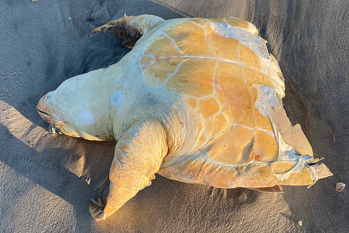 The carcass of a sea turtle, severed in half across the torso. 