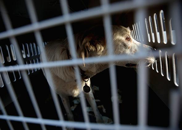 A stray dog from Sochi, Russia, waits in its travel crate after arriving at the Washington Animal Rescue League on March 27, 2014, in D.C.