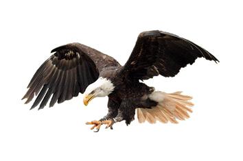 bald eagle