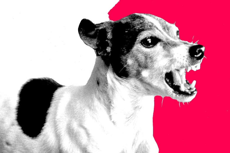 780px x 520px - Rehoming a dangerous dog, and more advice from Dear Prudie.