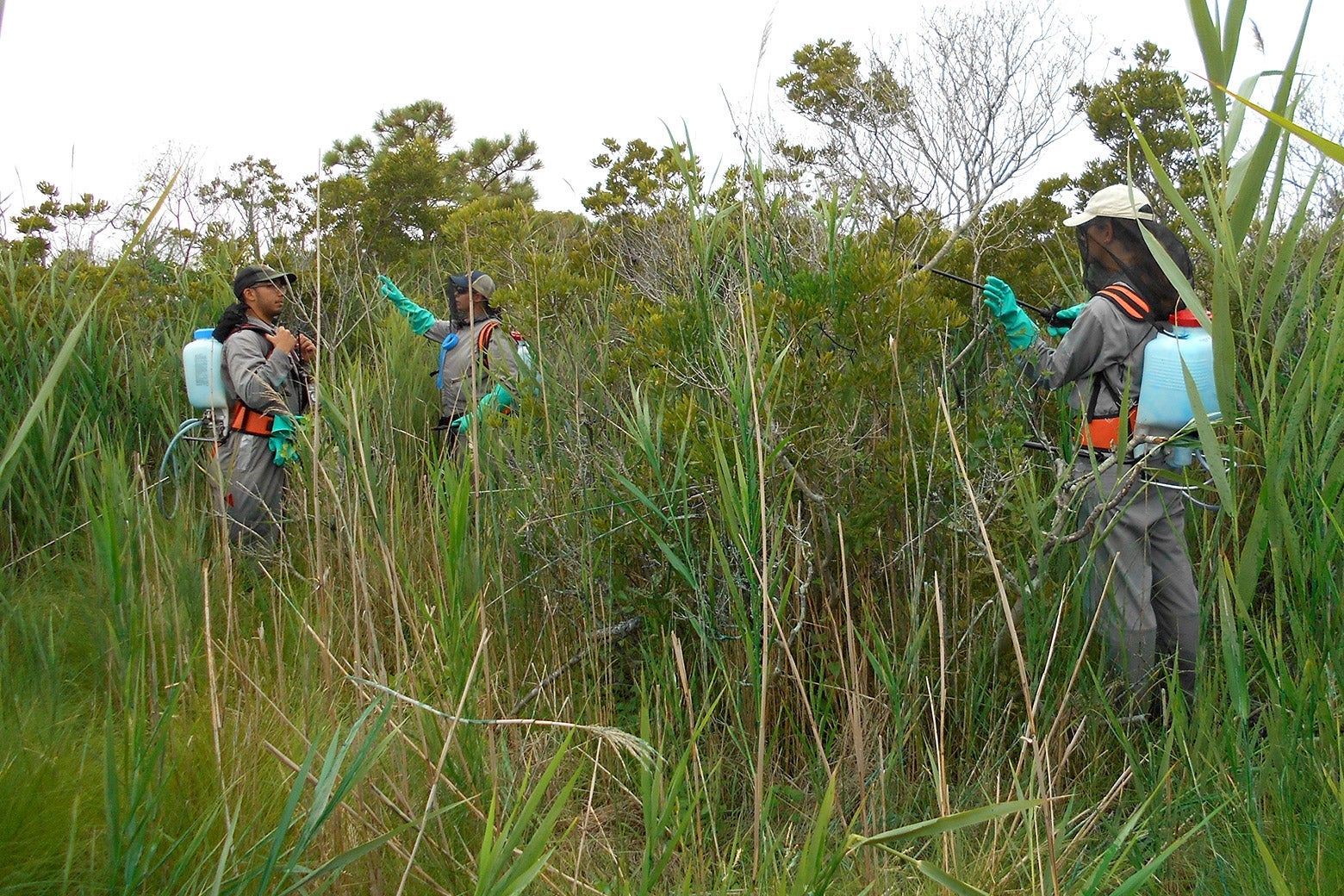 Glyphosate treatment of phragmites infestation at Assateague Island National Seashore.