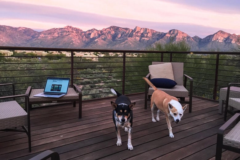 Two dogs on a porch overlooking mountains at sunset.