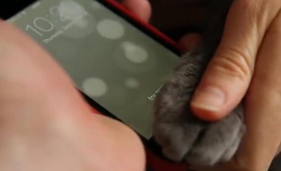 A cat commandeered by TechCrunch tests out the pawprint sensor on the new iPhone 5S.