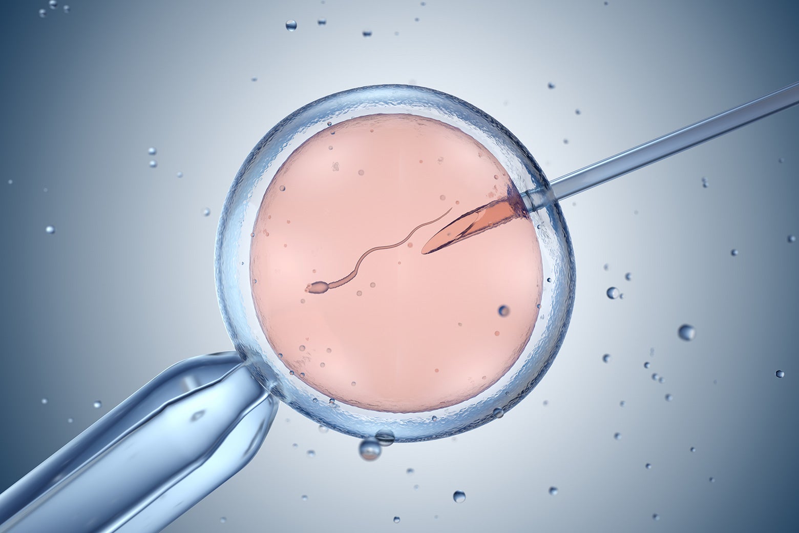 A microscopic view of a sperm entering an egg via a needle.