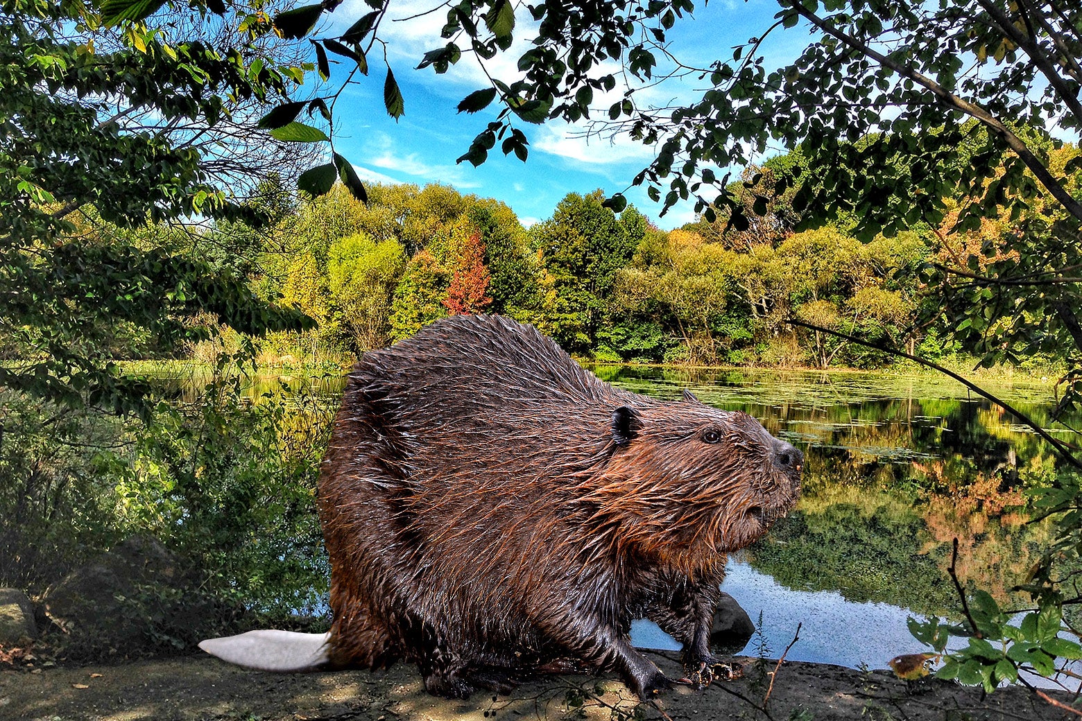 A beaver stands in front of a city park pond.