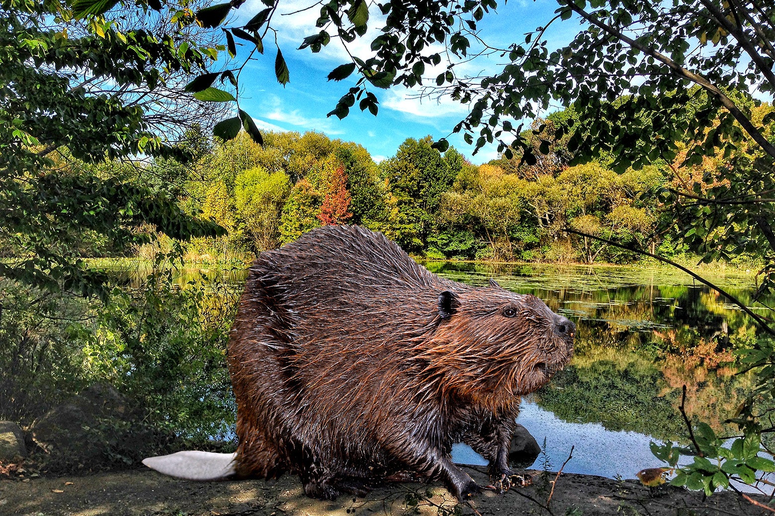 How beavers can help make parks more diverse.