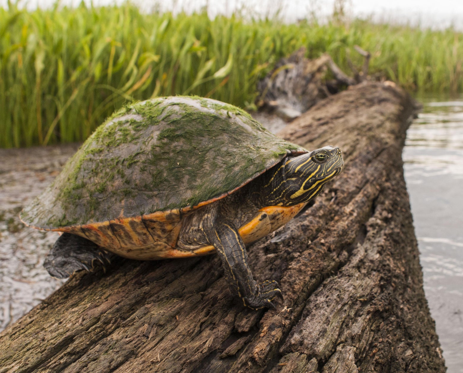 Turtle CPR: Scientist gives mouth-to-mouth resuscitation (VIDEO).