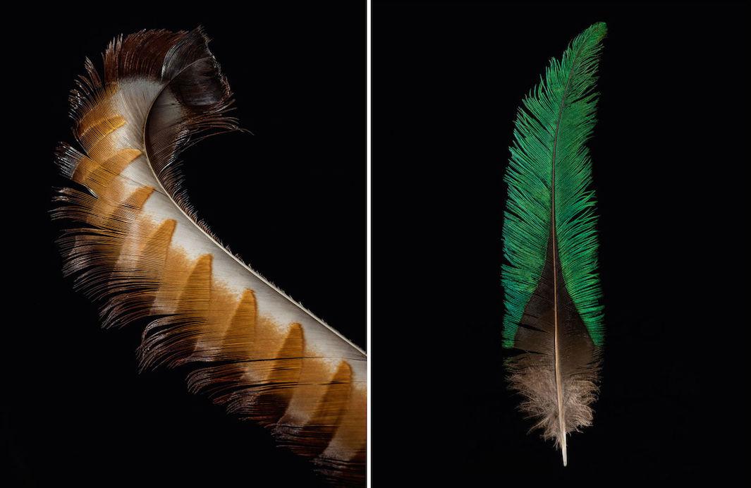 Feathers: Displays of Brilliant Plumage : Zimmer, Carl, Clark, Robert:  : Books