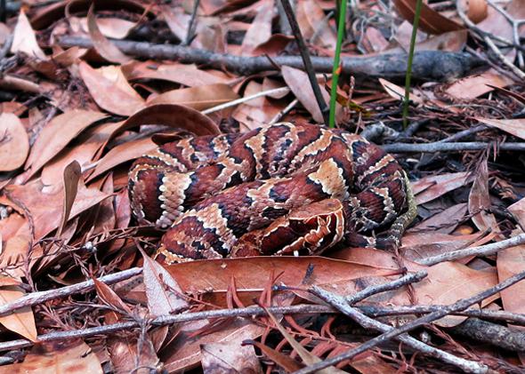 water moccasin nesting habits