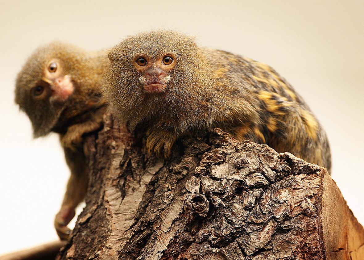 Two Pygmy Marmosets sit in a tree at London Zoo's new exhibit 'The Clore Rainforest Lookout' opens on May 24, 2007 in London.