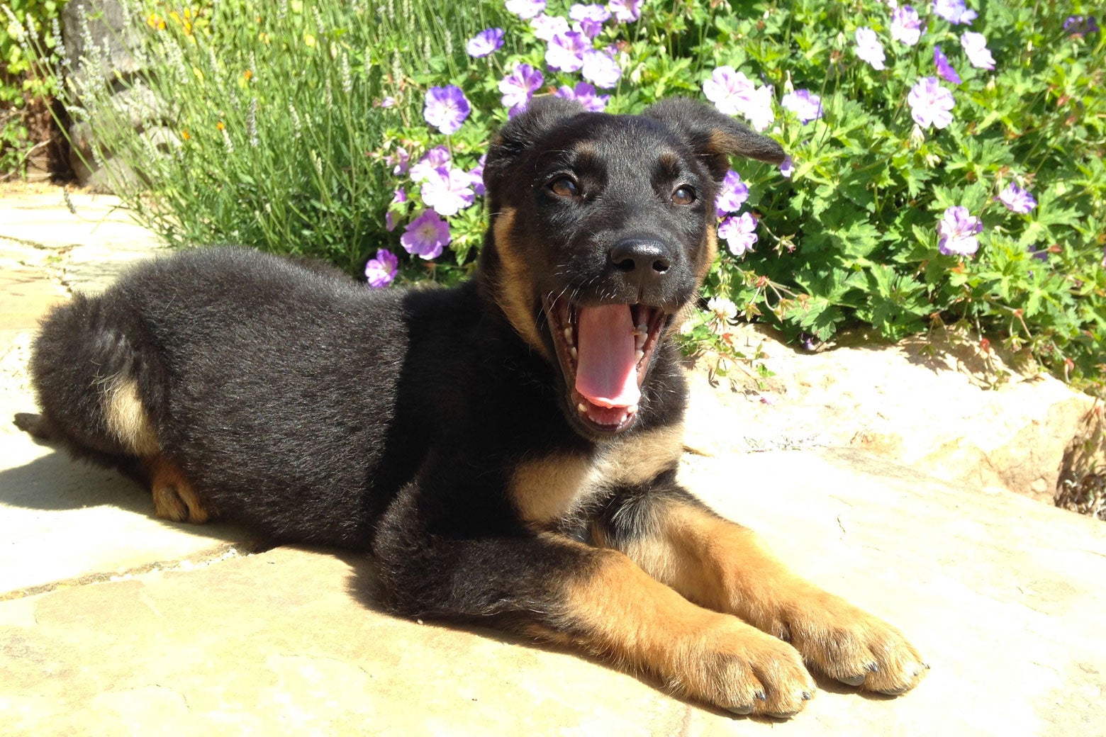Ruby, the author's dog, as a puppy.