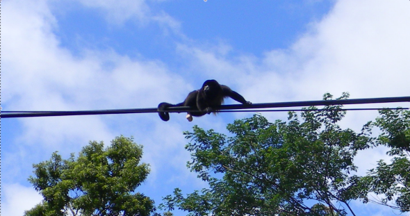 monkey scratching balls