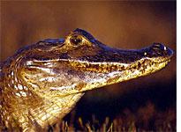 Crocodile vs. Caiman: What's the Difference? - SeaQuest