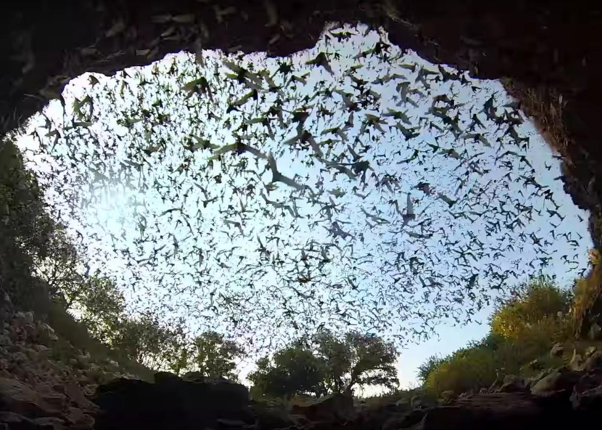 Watch the World's Largest Bat Colony Take Stunning Flight From Inside ...
