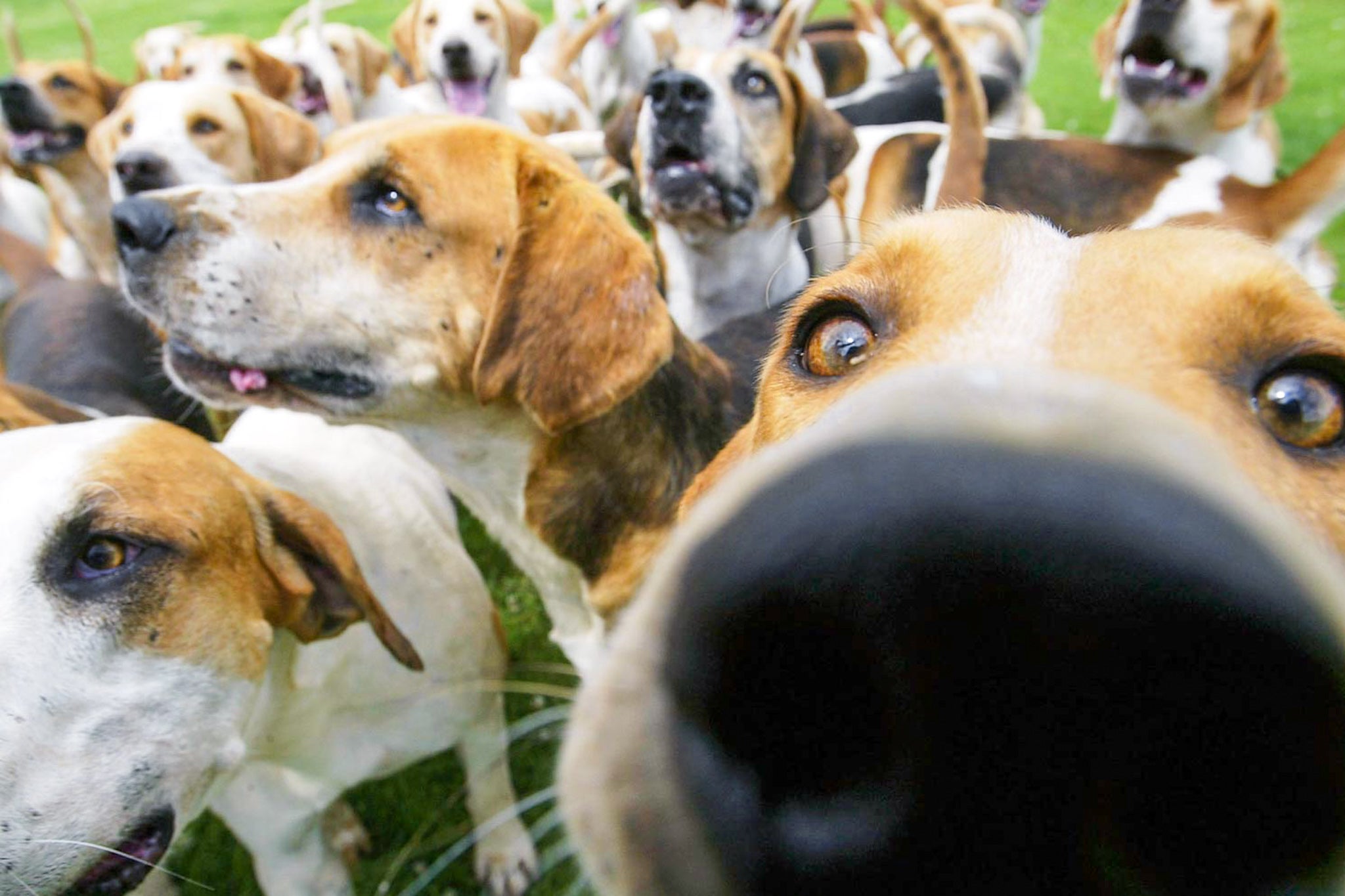 A ground of hound dogs swamp the camera.