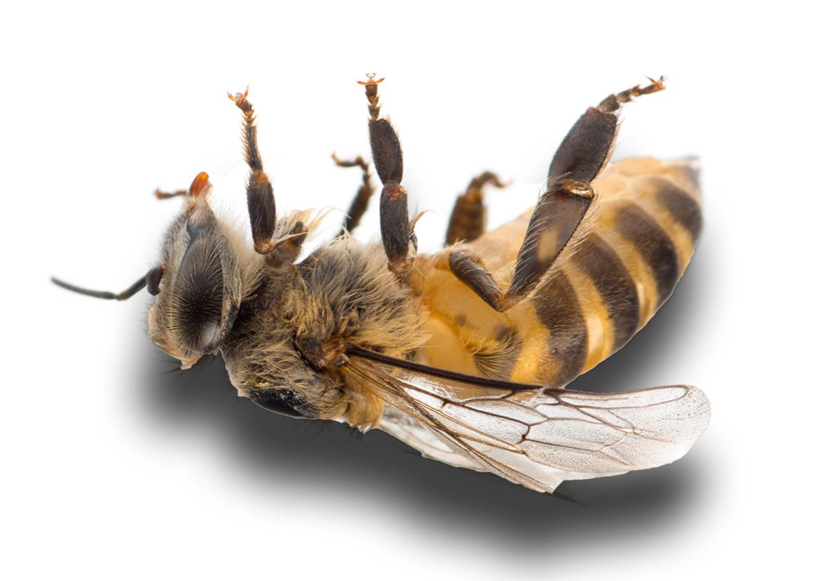dead honeybee.
