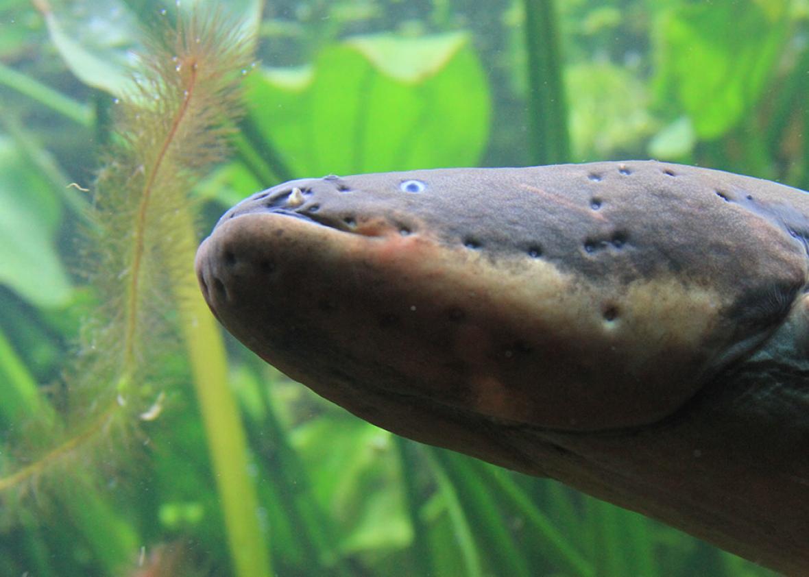 Electric eel slowmotion video shows deadly coil to kill big fish (VIDEO).