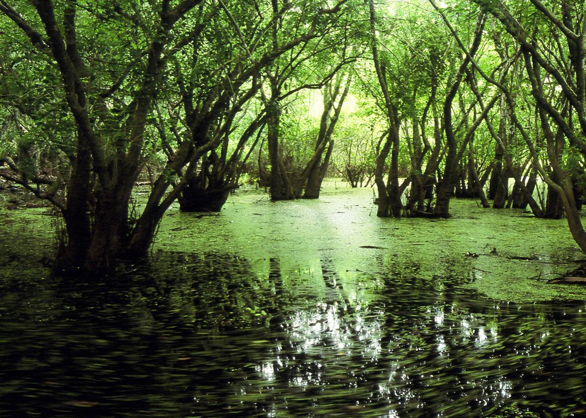 Swamp in the Everglades.