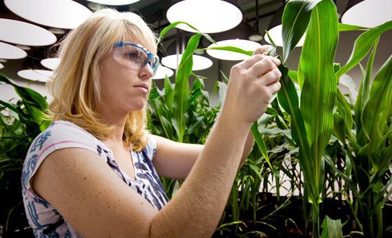 Research on genetically modified food