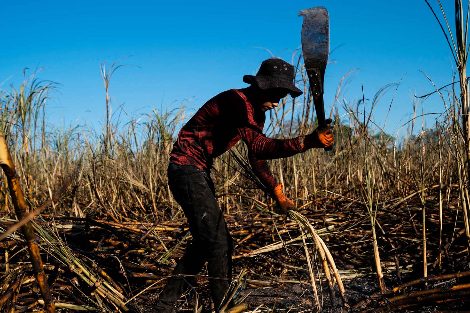 A worker uses a large, machete-like tool to cut through a field of sugar cane. In the background, the sky is blue. 