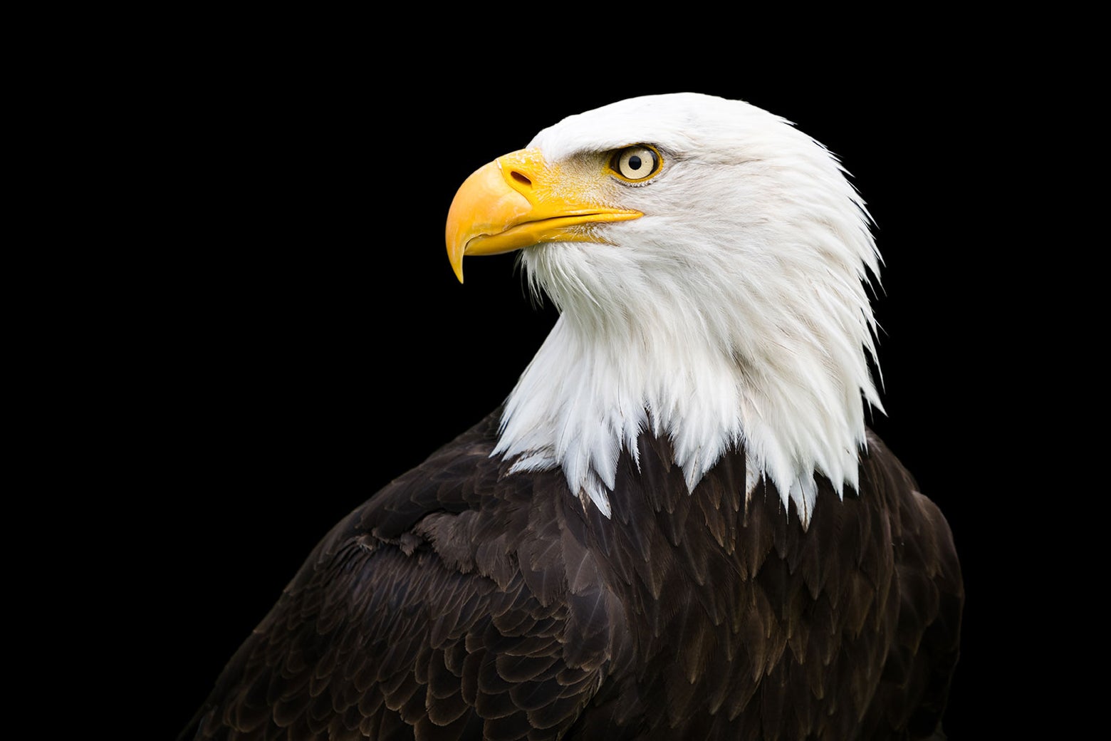 Americans Are Uniquely Infatuated With Bald Eagles. Too Bad Most of Us Have No Idea What They’re Actually Like.