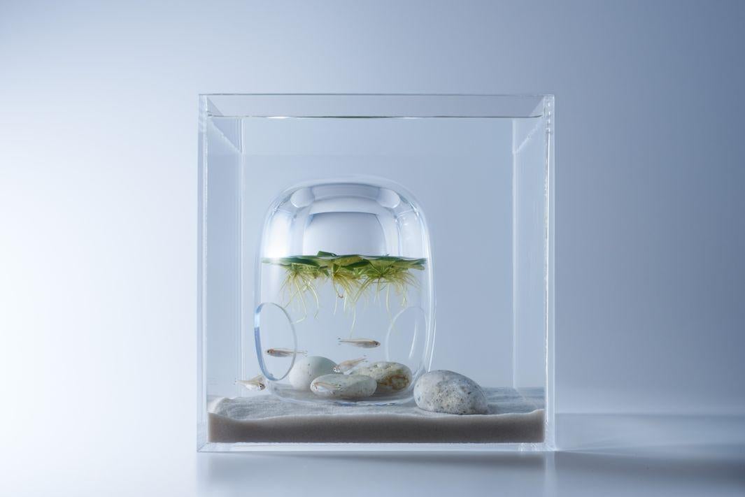 41+ Aquarium Design Japanese Terbaru