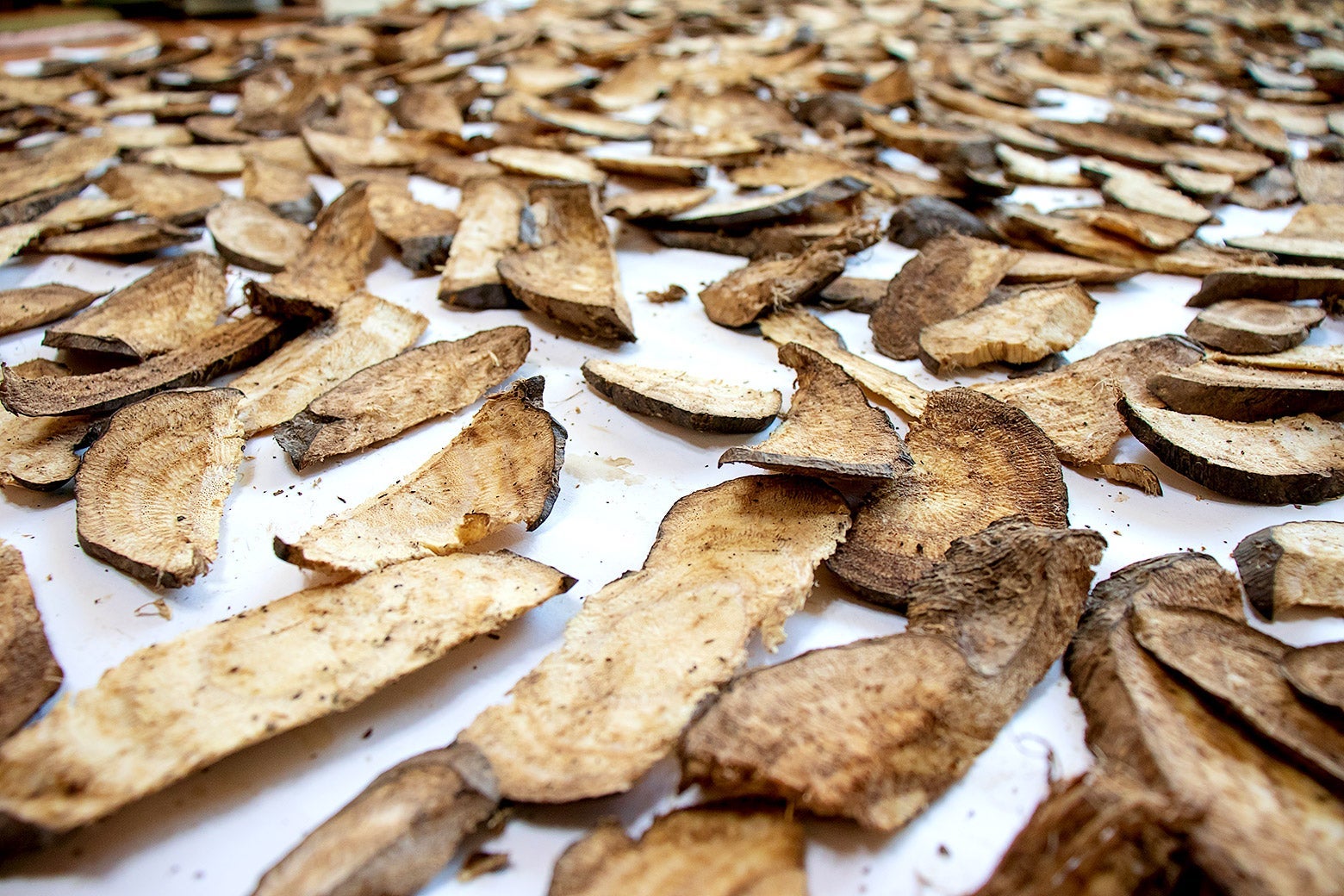 Kudzu Is So Much More Than the &ldquo;Vine That Ate the South&rdquo;