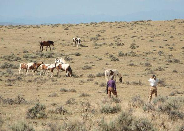 a herd of horses in the desert east of Cody, Wyo.