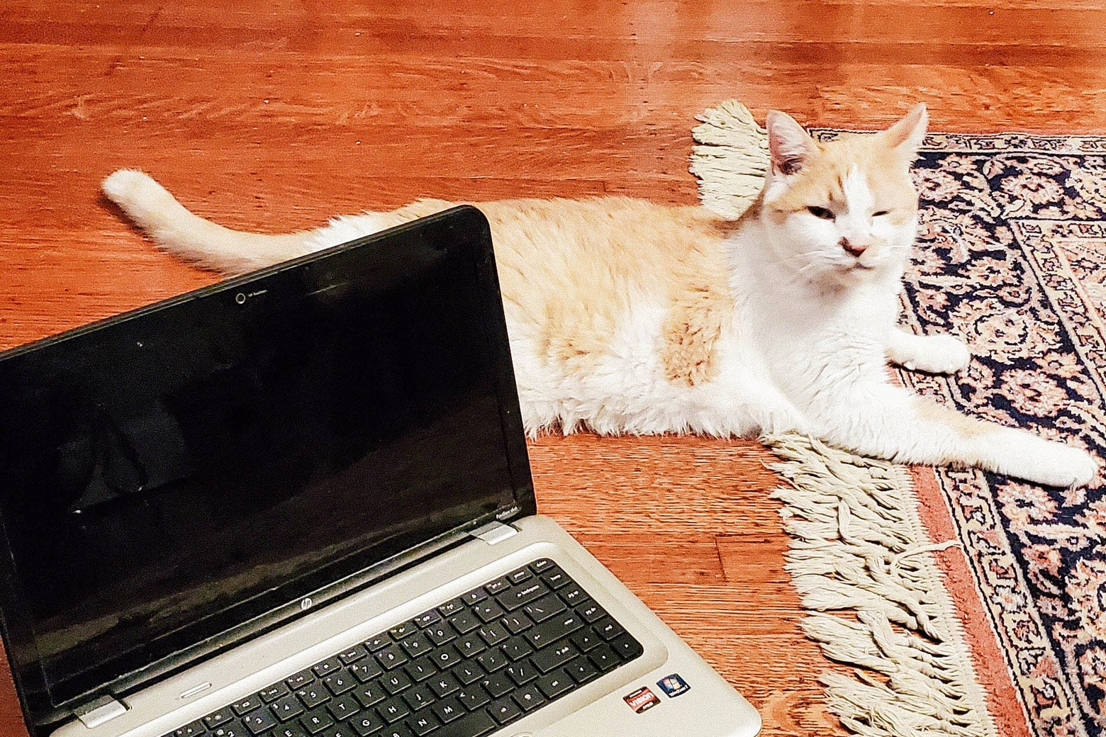 An orange-and-white cat sits on the floor next to an open laptop.