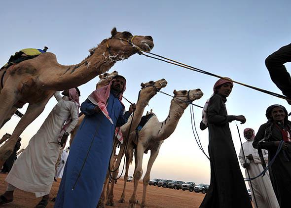 Saudi jockeys lead their camels at the end of a race during the opening ceremony of the 29th Janadriyah festival.