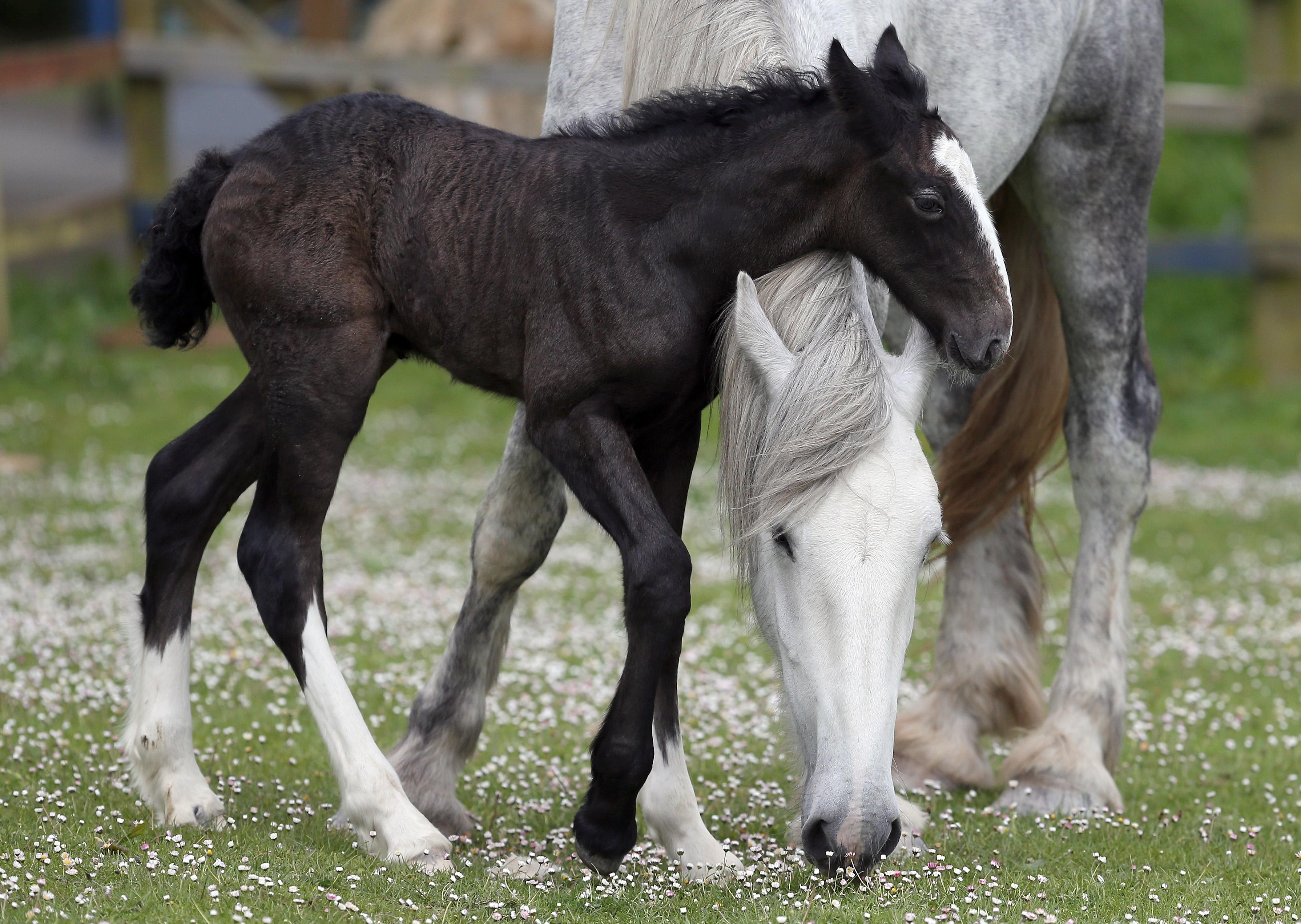 A week-old shire foal with its mother.