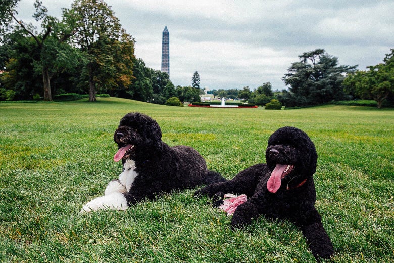 Bo and Sunny, Portuguese water dogs, stretched out on the White House lawn looking content.