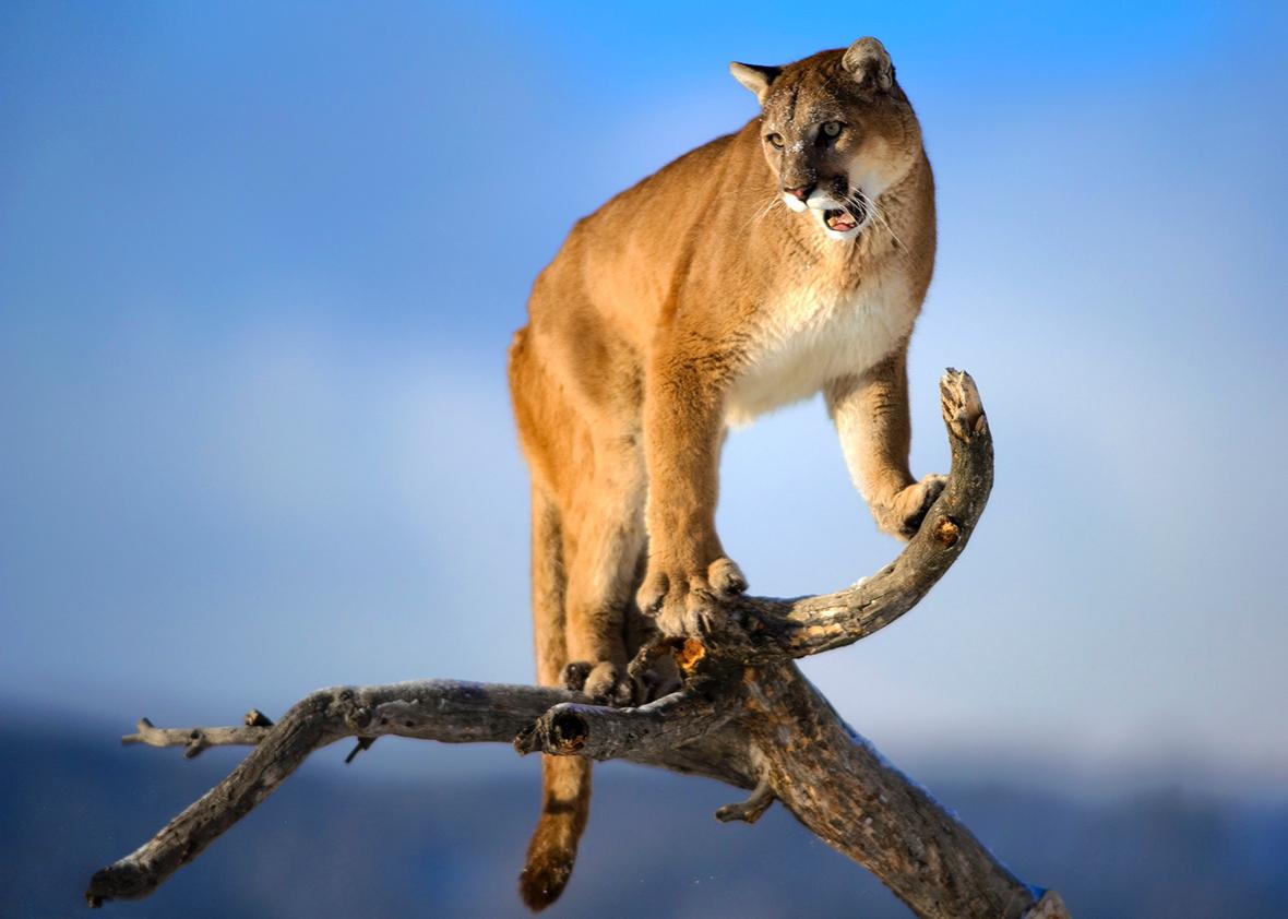 The male mountain lion is standing on the dead wood. 