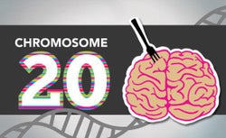 Chromosome 20