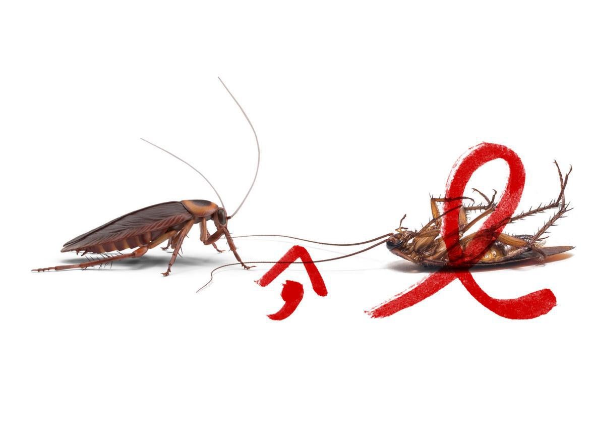 The delicate author-editor relationship as seen in The Insect Dialogues ...
