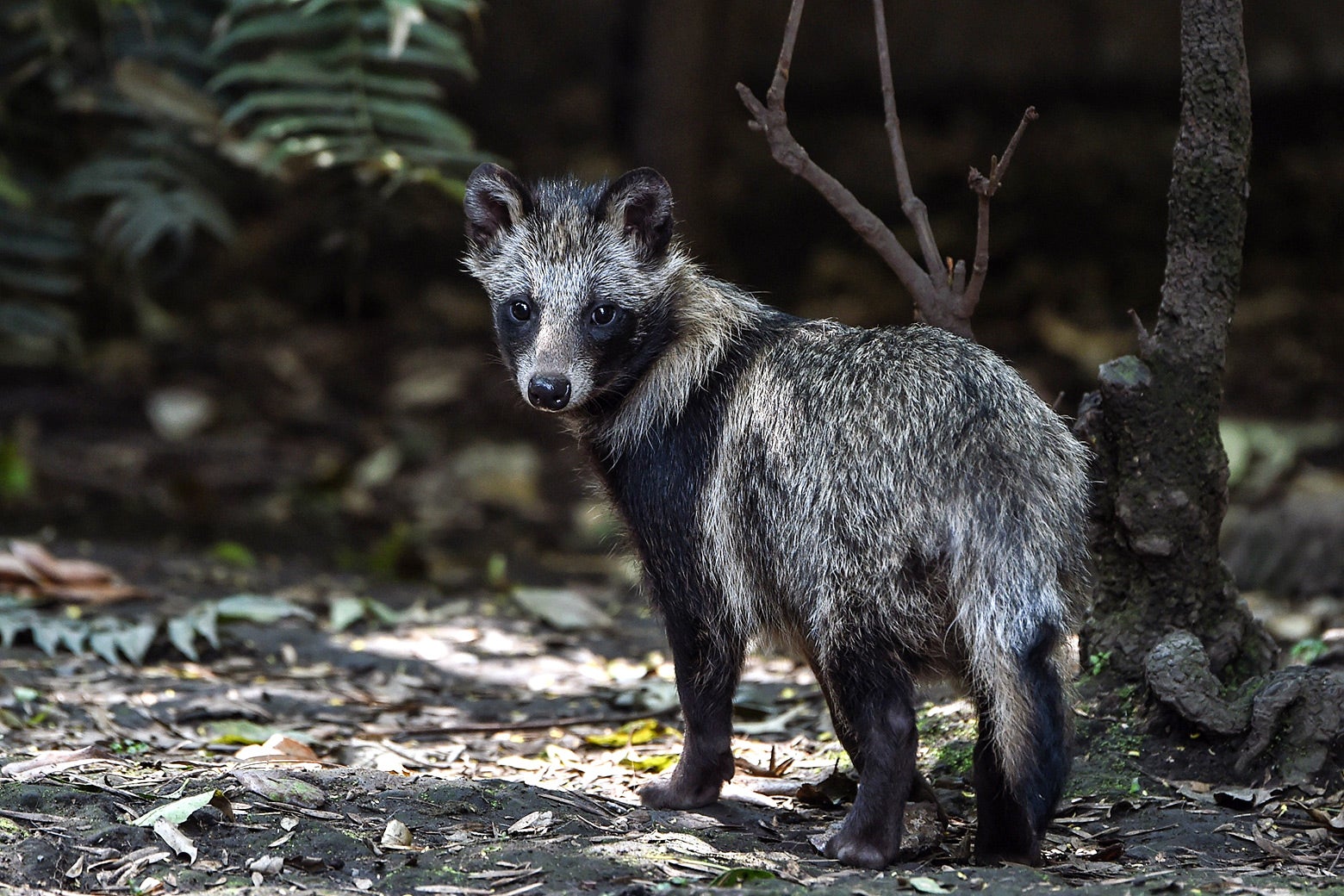 A raccoon dog—an animal that looks like a tall, skinny raccoon—looks back toward the camera while standing on a forest floor.