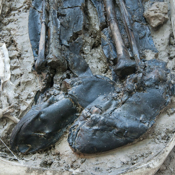 Skeleton legs surrounded by mud wearing deteriorated but comely knee-high leather boots.