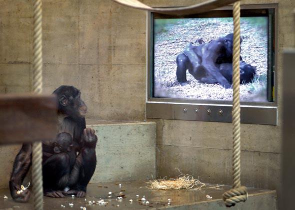 A bonobo with a baby watches a film displayed on a screen in the chimpanzee's enclosure at the Wilhelma zoo in Stuttgart, southern Germany, on November 25, 2013. 