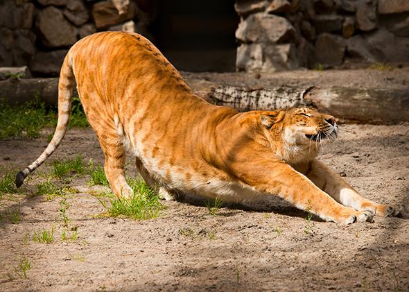 A liger, a mixture between a lion and a tiger, stretches. 