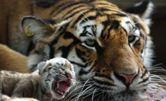 A Siberian tiger cub is seen with its mother at a zoo in Harbin.