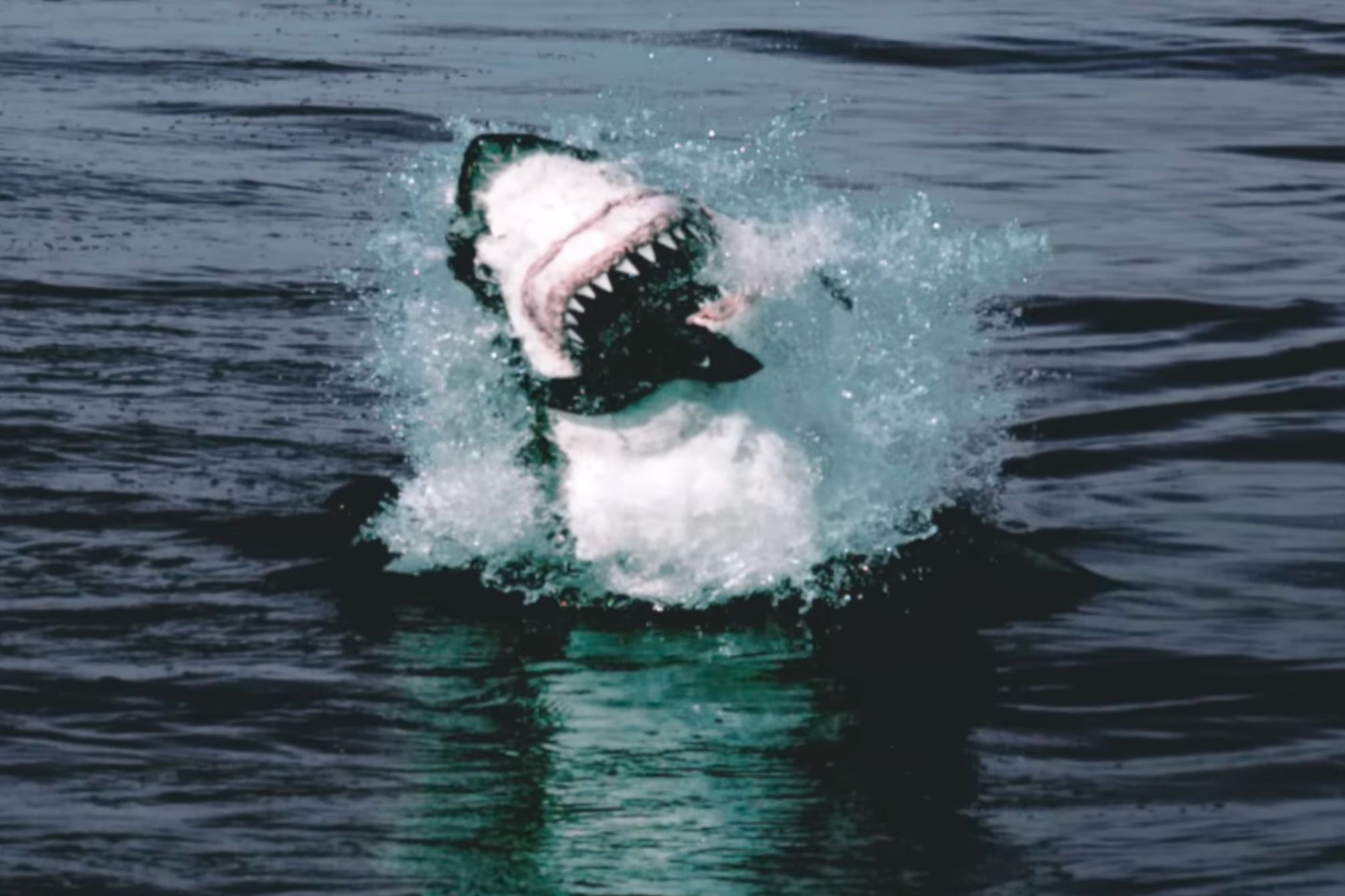 A great white shark in the ocean.